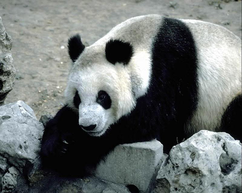 Let's Rest, rocks, ears, bear, ground, black, panda, paws, white, eyes, HD wallpaper