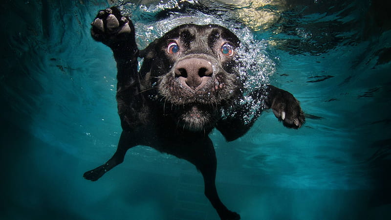 dog, black, underwater 1440P Resolution , Animals , , and Background, 2560X1440 Dog, HD wallpaper