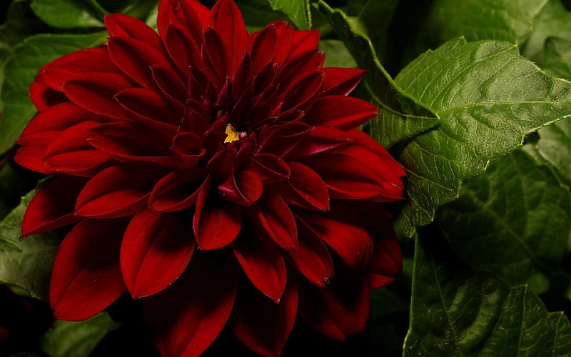 Beautiful Flower for Susana (chu41), dark red, leaves, big, macro, flower, bonito, HD wallpaper