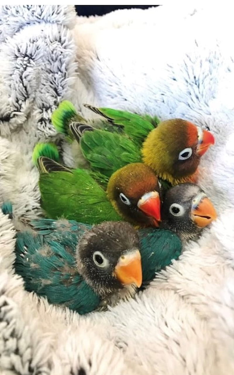 nest, birds, parrots, HD phone wallpaper