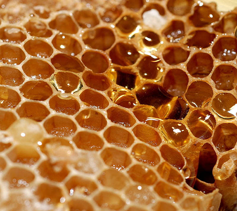 Honey Comb, bees, comb, honey, nature, wax, HD wallpaper