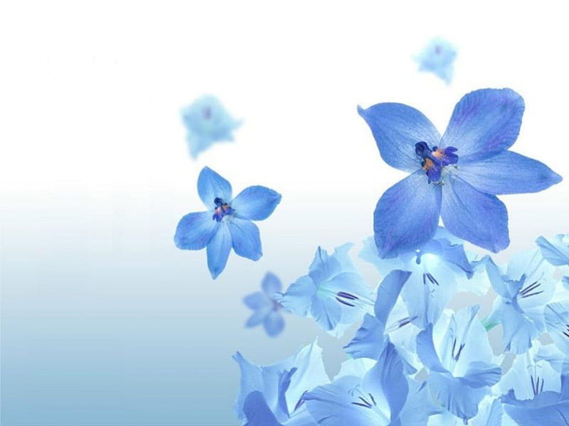 Flower blue's, flower, sky, blue, flying, HD wallpaper