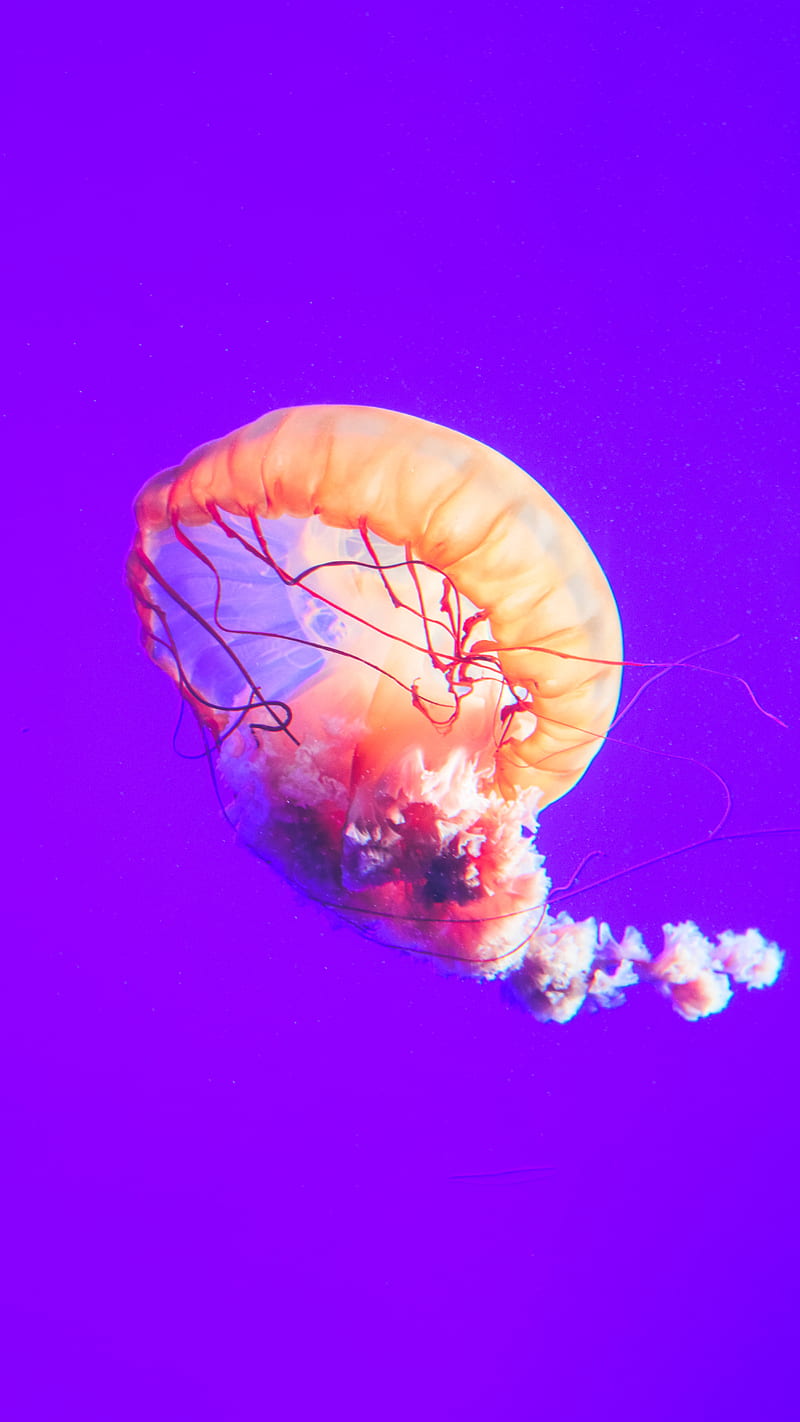 Pathum Danthanarayana , invertebrate, jellyfish, HD phone wallpaper