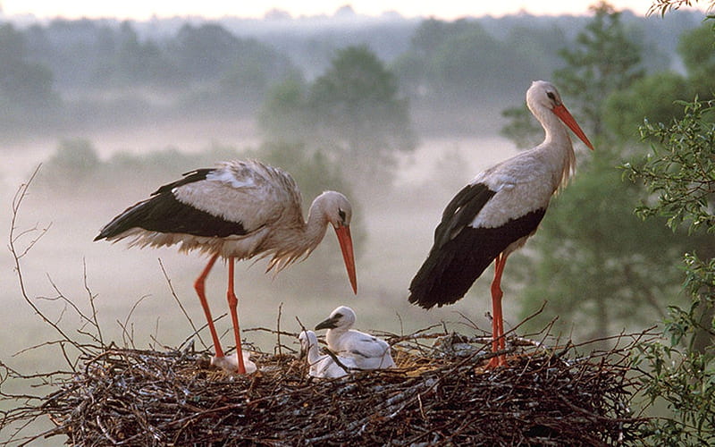 Stork Family, storks, family, birds, nest, HD wallpaper