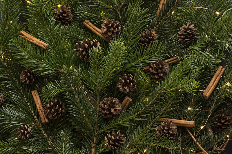 brown pine cones in pine tree, HD wallpaper