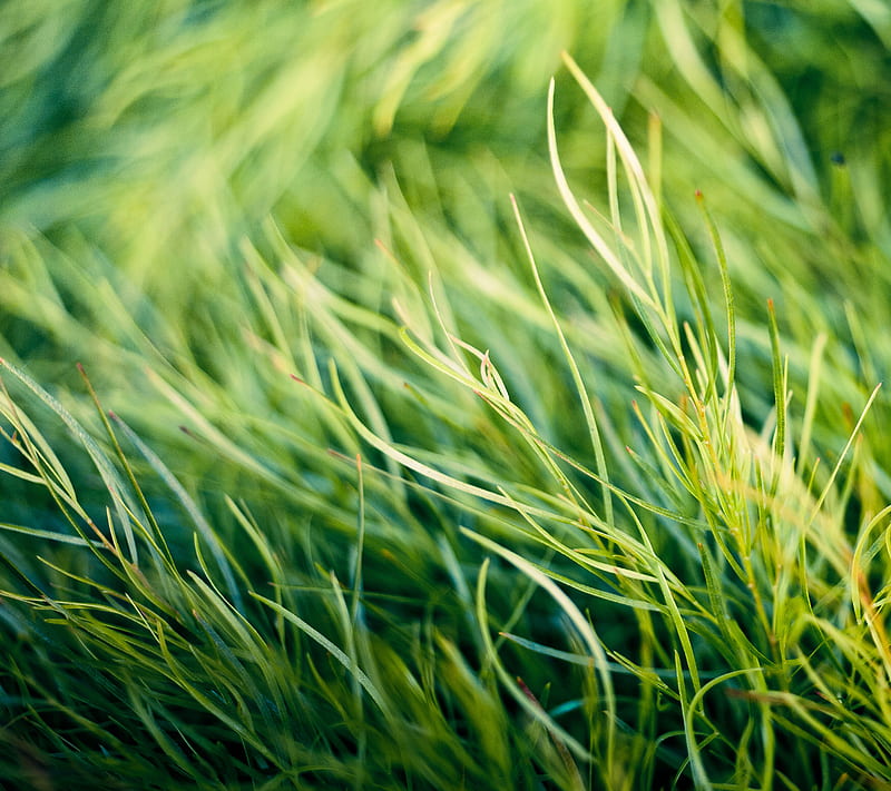 Grass, green, nature, wind, HD wallpaper