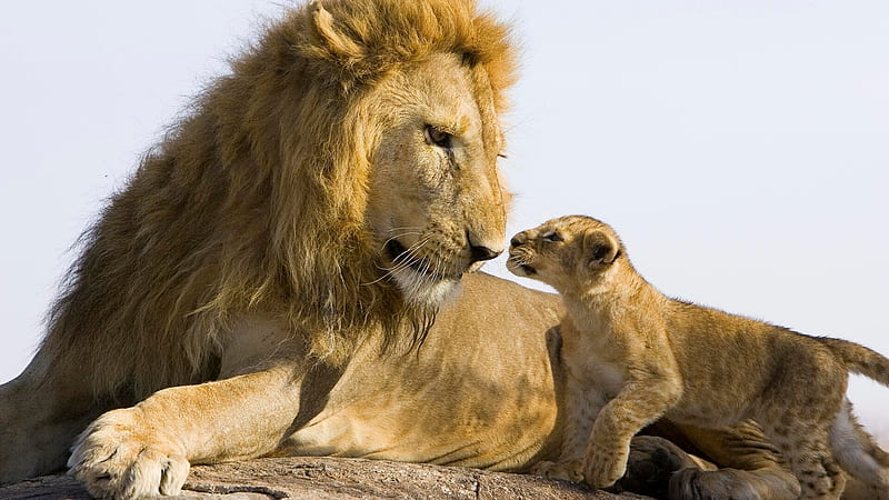 Lion Father and Son, Wildlife, Lion, Son, Father, Animal, HD wallpaper
