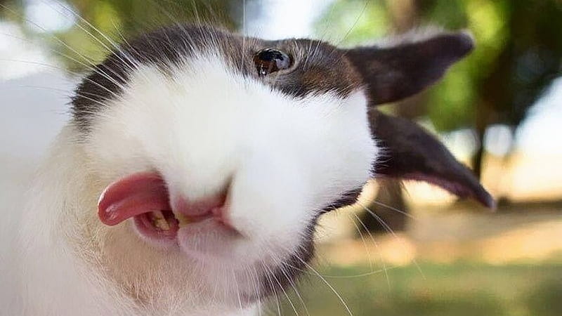 P, cute, rabbit, face, funny, bunny, rodent, tongue, animal, iepuras, HD  wallpaper | Peakpx