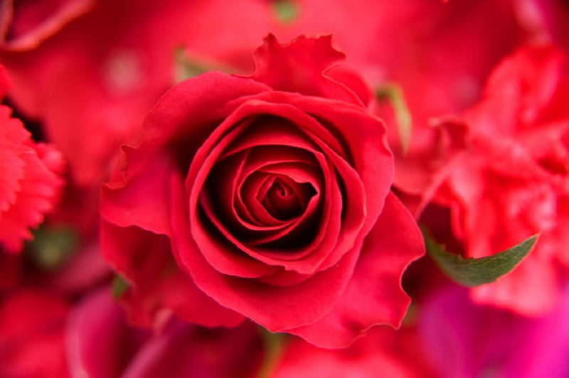 Valentine-s Rose, red, still life, rose, Valentine, flowers, HD ...