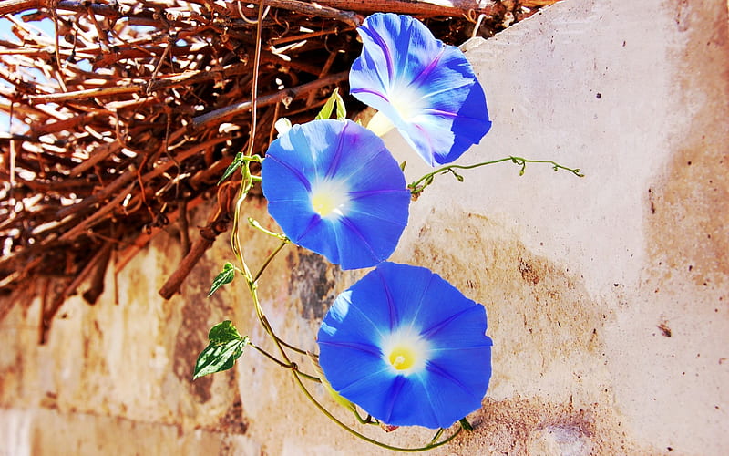 Blue Mallows, blossoms, summer, color, petals, HD wallpaper