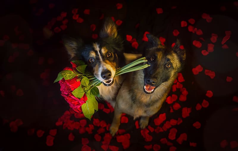 2K free download | Dogs, Flower, Rose, Dog, Animal, Petal, German ...