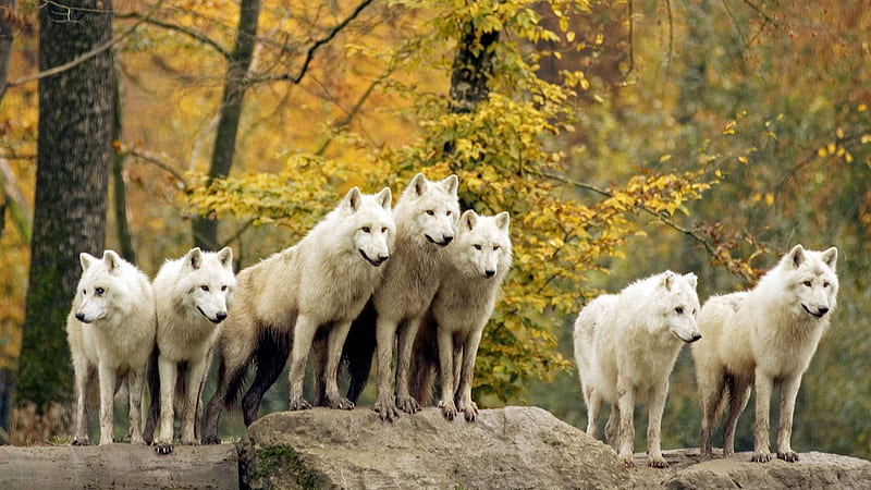 White Wolfs Are Standing On Rock Animals, HD wallpaper