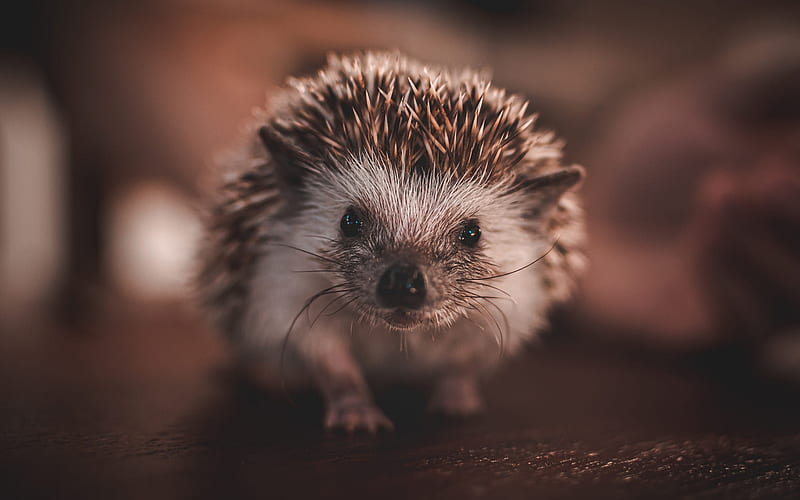 11,247 Hedgehog Wallpaper Images, Stock Photos & Vectors | Shutterstock