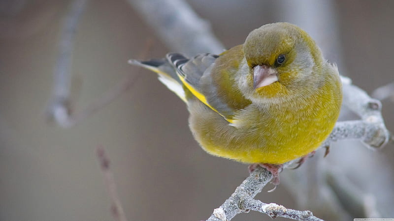 greenfinch, bird, branch, green, finch, HD wallpaper