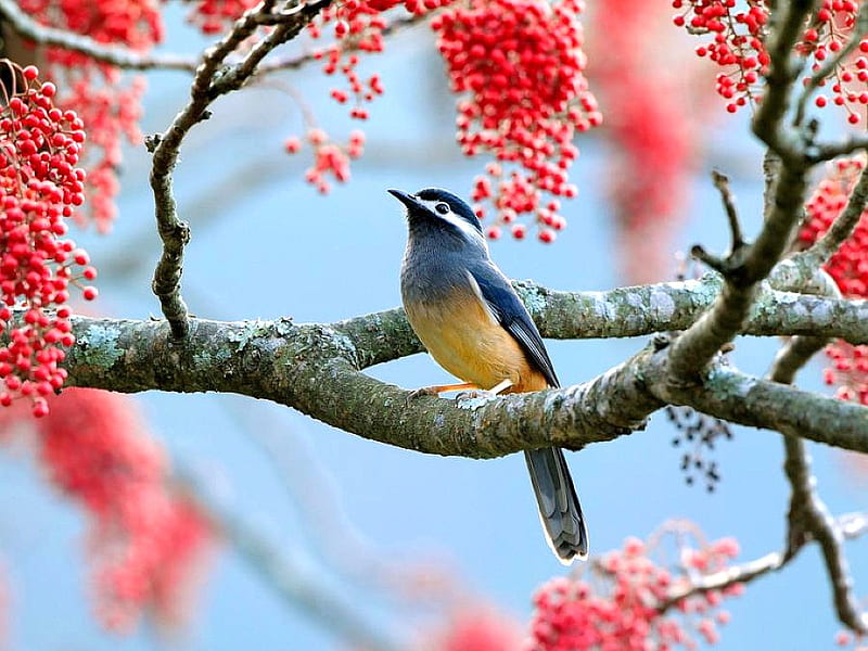 Birds Wallpaper | Beautiful bird wallpaper, Most beautiful birds, Bird  pictures