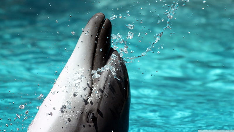 bottlenose dolphin, bottlenose, dolphin, water, blue, HD wallpaper