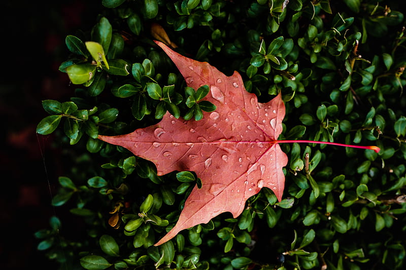 Orange Leaf Water Drops Macro , leaf, drops, macro, nature, HD wallpaper