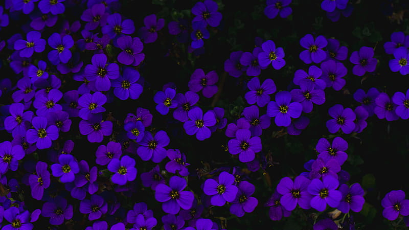 Dark Purple Flowers Green Leaves HD Purple Aesthetic Wallpapers, HD  Wallpapers