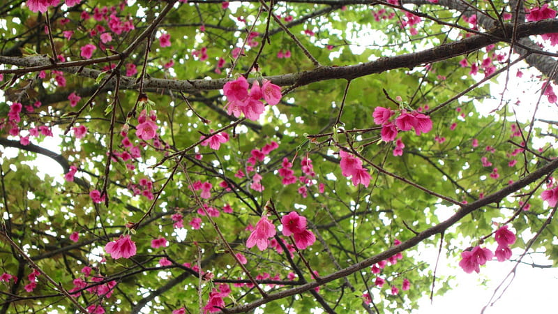 Prunus serrulata, calyx funnel-shaped, refreshing, five petals, lush green, HD wallpaper
