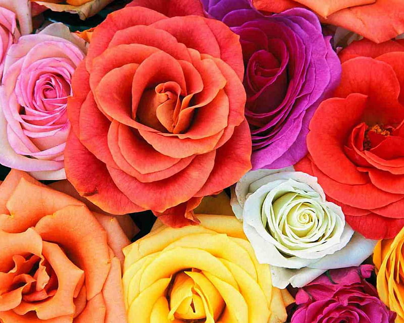 lovely blooms roses bunch of flowers, fowers, roses, bunch, HD wallpaper