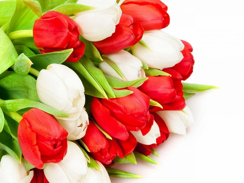 Tulipanes rojos y blancos, ramo de flores, tulipanes rojos, ramo de  tulipanes, Fondo de pantalla HD | Peakpx