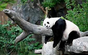 Giant panda, zoo, bears, cute bear, sleeping panda, China, Ailuropoda, HD wallpaper