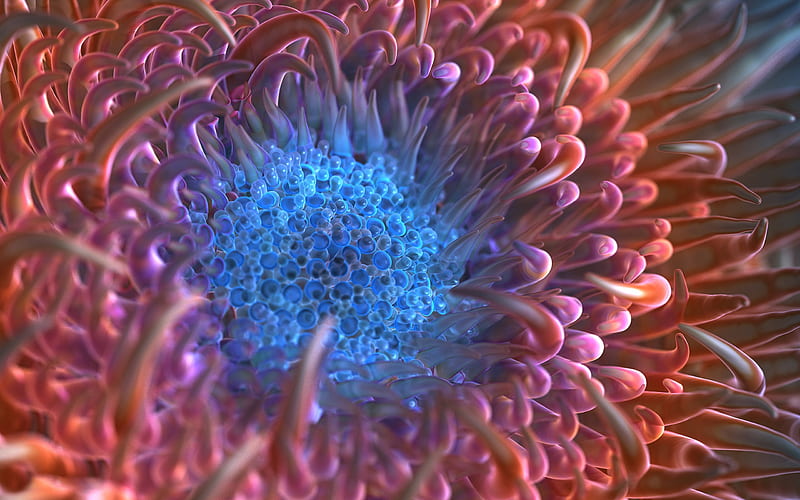 Digital Anemone Flower, flowers, digital-art, graphics, HD wallpaper