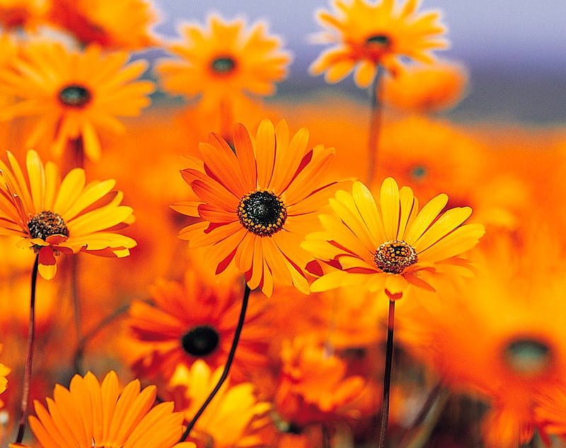 Orange Black eyed susans in a field, orange, flowers, beauty, garden, sky, field, HD wallpaper