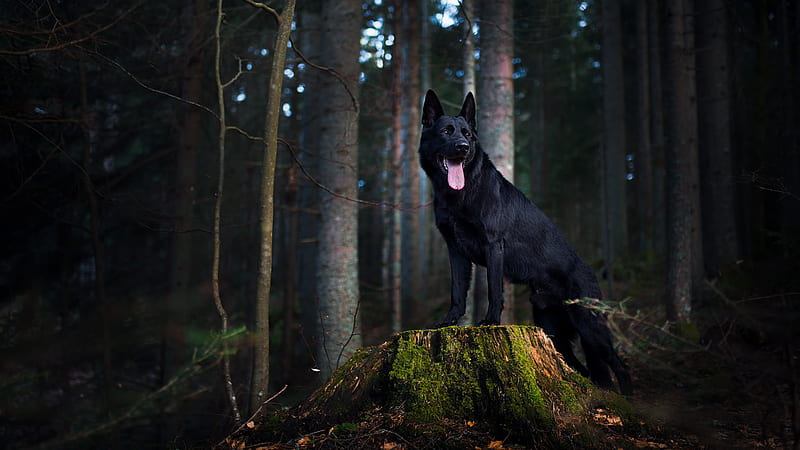 Black German Shepherd Animals, HD wallpaper