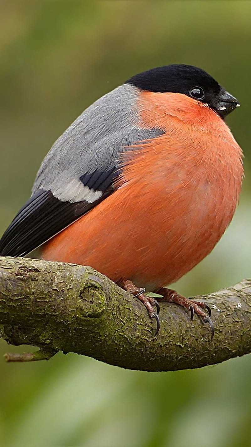 Bird Beauty , birds, robins, bonito, pretty, fluffy, tree, winter, bird, here, splendor, HD phone wallpaper