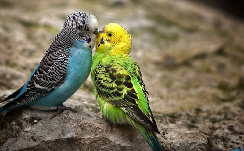 Kissing Parakeets, birds, kissing, parrots, parakeets, animals, HD wallpaper