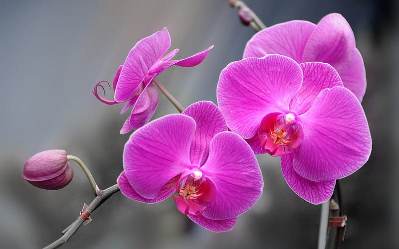 Orchid, branch of orchid, tropical flowers, pink orchid, HD wallpaper