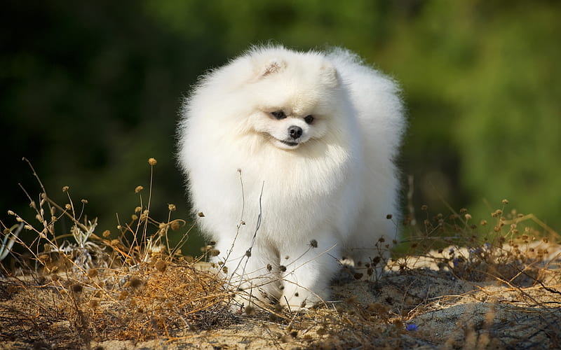 White Spitz fluffy dog, cute animals, pets, dogs, White Pomeranian, Pomeranian Spitz, funny dog, Pomeranian, Spitz, HD wallpaper