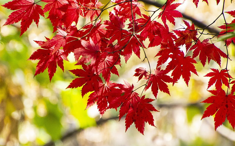 Maple in Seoul, leaves, Seoul, maple, tree, autumn, HD wallpaper