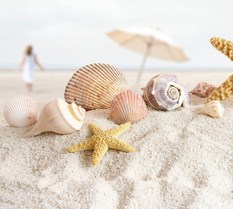 Shells, nature, sand, sea, HD wallpaper