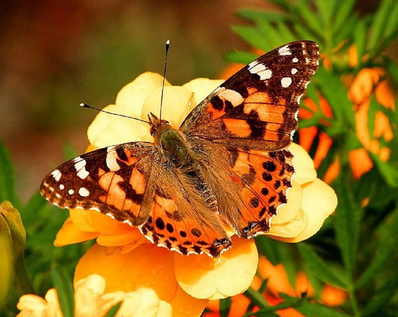 Butterfly  Wikipedia