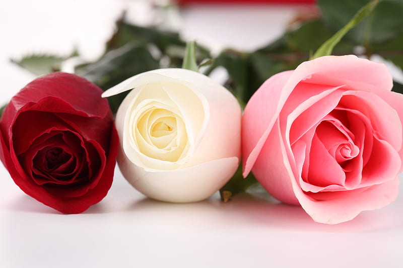 Rosas rojas, rosas, hermosas, grafía, bonitas, frescas, suaves, flores,  flores, Fondo de pantalla HD | Peakpx