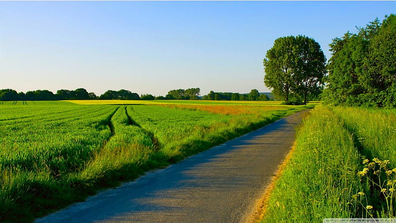 Road Passing a Green Field, HD wallpaper