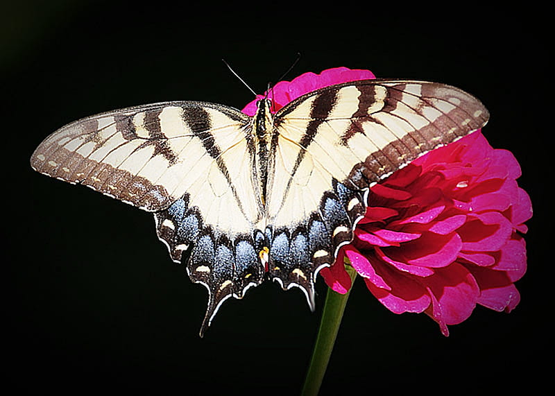 Tiger Swallowtail Butterfly On Zinnia, zinnia, butterfly, dark, flower, nature, spring, HD wallpaper