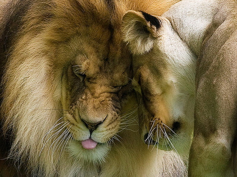 Love in the wild, male, female, mane, affection, lioness, cats, lion, HD wallpaper