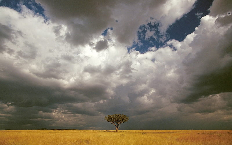 Masai Mara National Reserve on a vast prairie acacia thorn tree, HD wallpaper