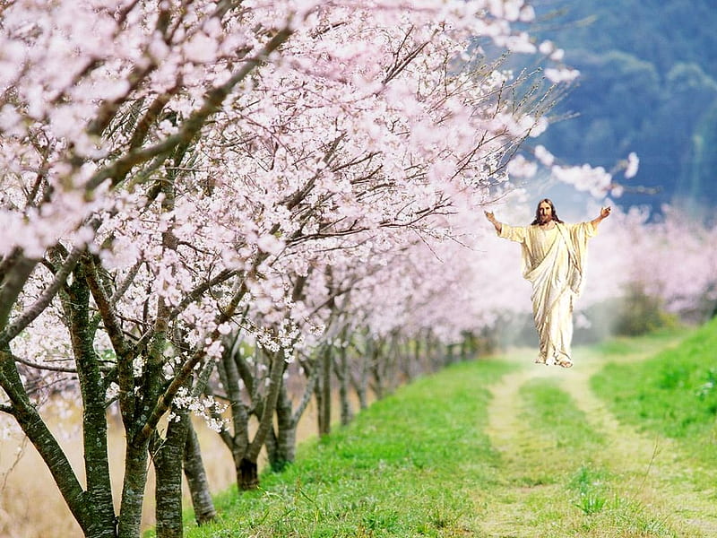 Spring of the spirit, sakura, christianity, religion, christ, tree, jesus,  blossom, HD wallpaper | Peakpx