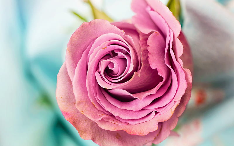 pink rosebud, beautiful flower pink roses, blur, bokeh, HD wallpaper