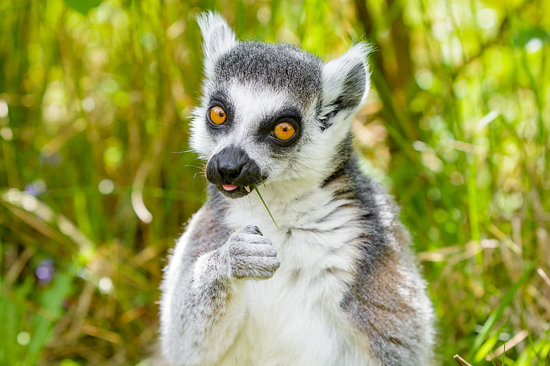 lemur, funny, cool, grass, eat, animal, HD wallpaper