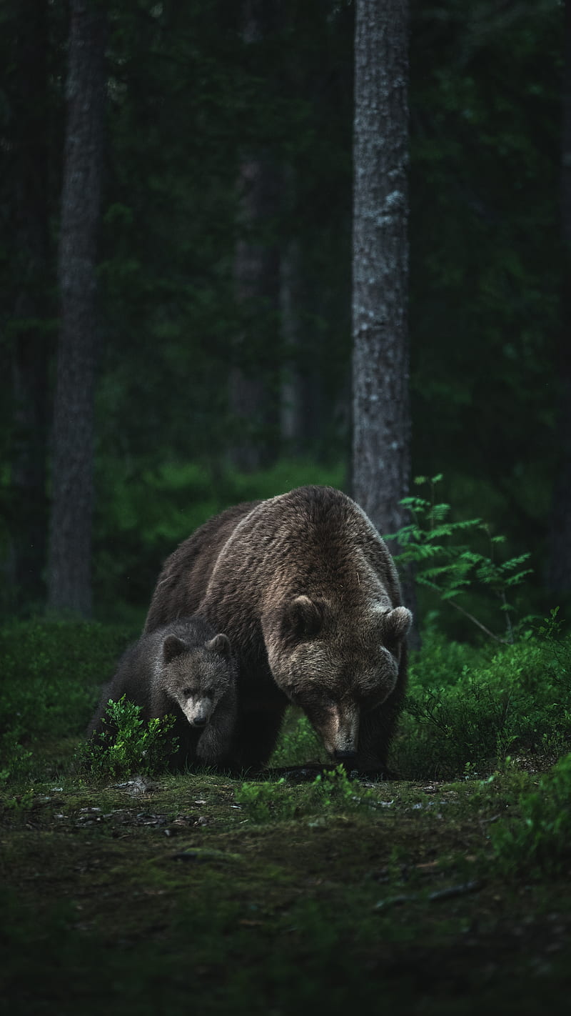 Baby Bear And Mother, EarthVision, animals, art, brown bear, cub, cute, earth, forest, nat geo, national geographic, nature, outdoors, graphy, planet earth, wildlife, HD phone wallpaper