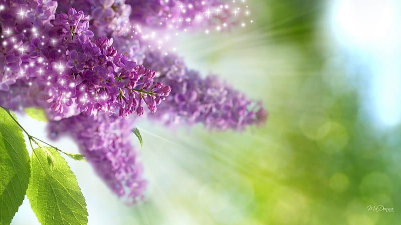 Just Lilacs, blurred, lilac, flowers, sun, sunny, lavender, glitz, beams, green, flowers, light, stars, warm, fresh, glitter, spring, summer, hapy, new, sunshine, HD wallpaper