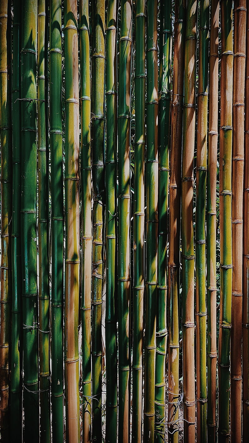 bamboo, stems, plant, texture, green, HD phone wallpaper