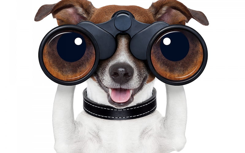 :D, binoculars, jack russell terrier, caine, funny, eyes, dog, HD wallpaper