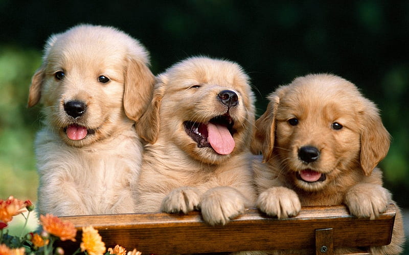 Golden Retriever, puppies, family, labrador, dogs, pets, cute dogs, Golden Retriever Dog, HD wallpaper