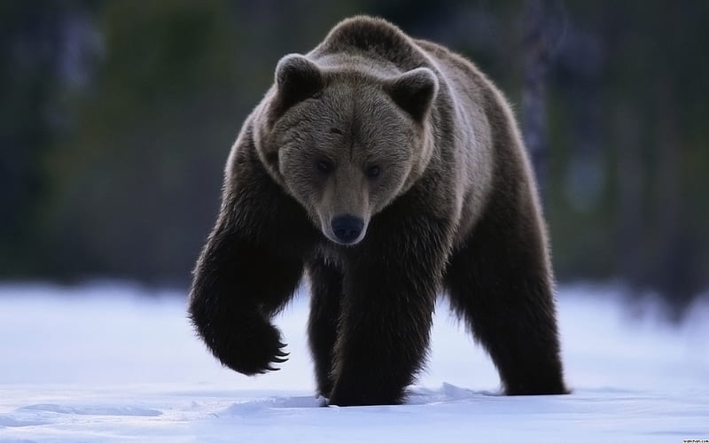 Big grizzly bear, snow, bear, wildlife, grizzly, animal, winter, HD wallpaper